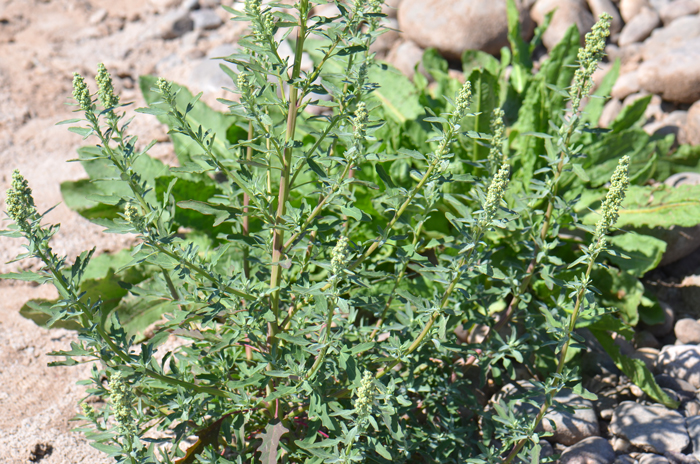 Lambsquarters The genus "Chenopodium" is from the Greek word "chen" meaning goose and pous meaning foot or podion, "a little foot", a reference to the shape of the leaves in some species. The species epithet "album" means white. Chenopodium album 